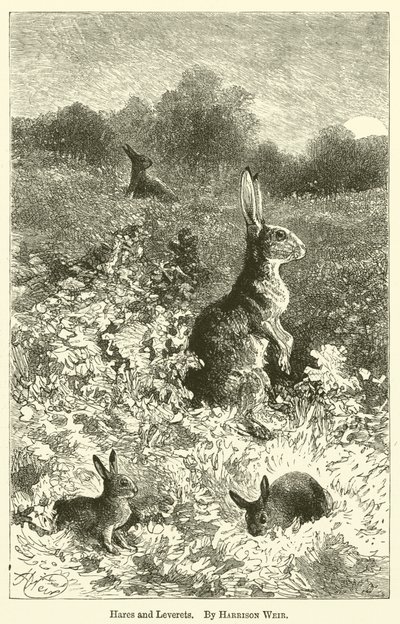 Nyulak és nyúlfélék alkotó: Harrison William Weir