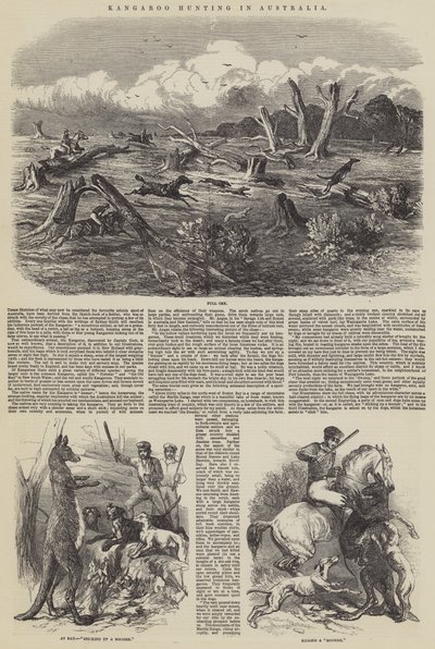 Kenguru vadászat Ausztráliában alkotó: Harrison William Weir