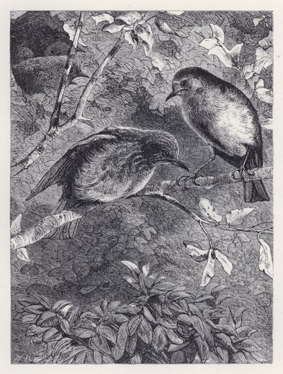 Tanulás repülni (metszet) alkotó: Harrison William Weir