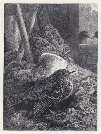 Little Robin biztonságosan elhelyezve (metszet) alkotó: Harrison William Weir