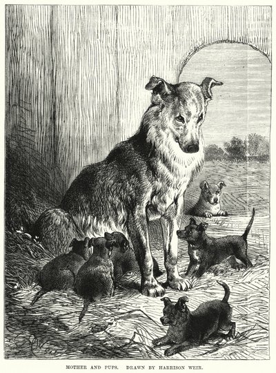 Anya és kölykök (metszet) alkotó: Harrison William Weir