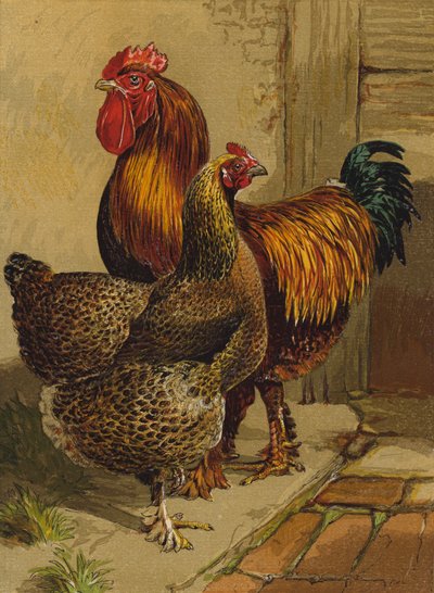 Partridge Cochin (chromolitho) alkotó: Harrison William Weir
