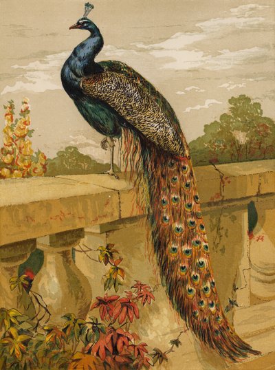 Páva (chromolitho) alkotó: Harrison William Weir