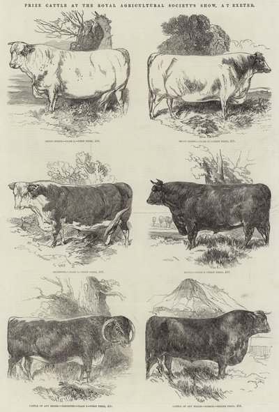 Díjmarha a Royal Agricultural Society kiállításán, Exeterben alkotó: Harrison William Weir