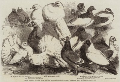 Díjgalambok a Philo-Peristeron Társaság bemutatóján, amelyet nemrégiben tartottak a Szabadkőműves Csarnokban alkotó: Harrison William Weir