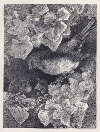 Robin az apja előadásában (metszet) alkotó: Harrison William Weir
