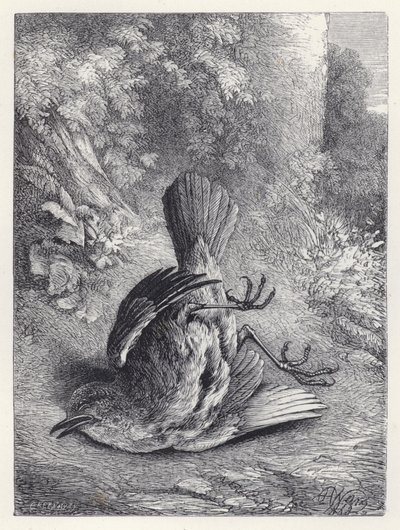 Robin megdöbbent a bukástól (metszet) alkotó: Harrison William Weir