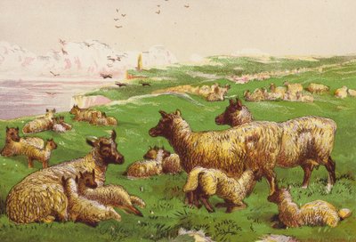 Birkák a tengerparton (színes litográfia) alkotó: Harrison William Weir