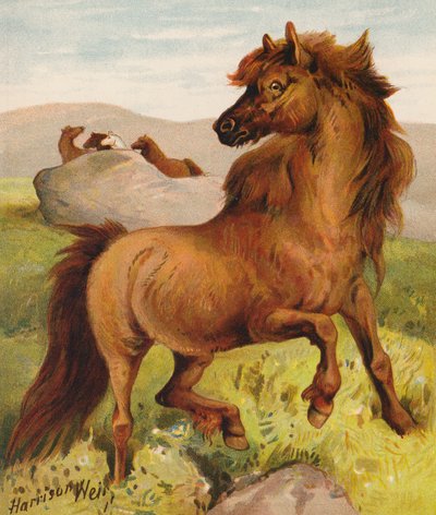 Shetlandi pónik (színes litográfia) alkotó: Harrison William Weir