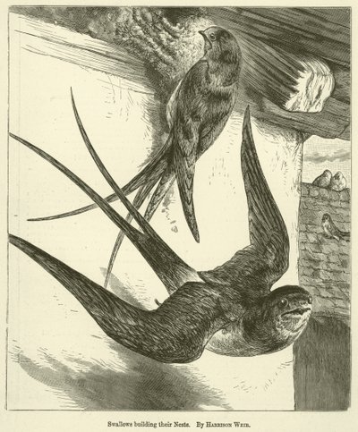 A fecskék építik a fészküket alkotó: Harrison William Weir