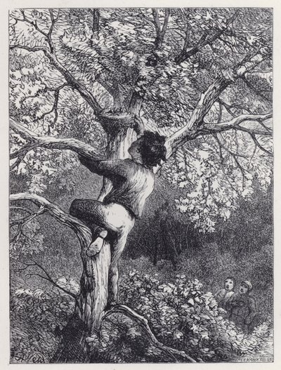 A Linnets