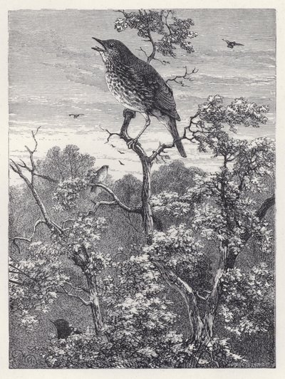 A madarak koncertje (metszet) alkotó: Harrison William Weir