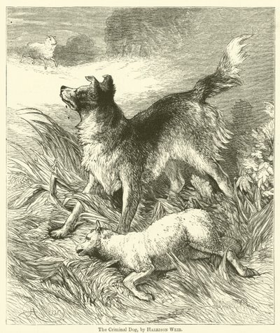 A bűnöző kutya alkotó: Harrison William Weir