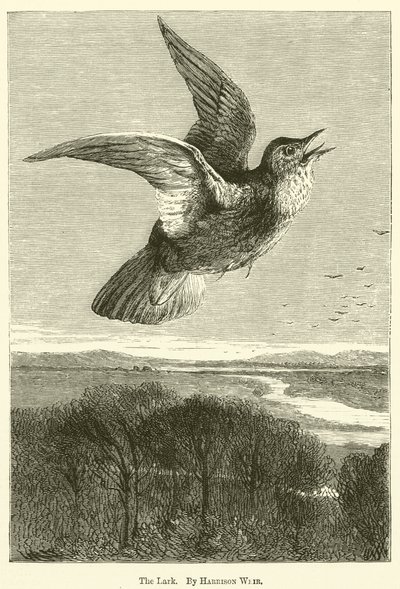 A pacsirta alkotó: Harrison William Weir