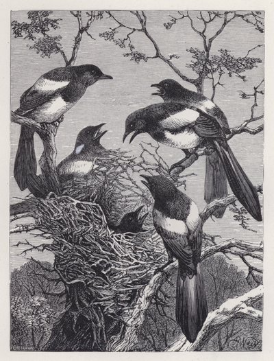 A szarkák és fészkük (metszet) alkotó: Harrison William Weir