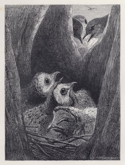 Fiatal baglyok fészke (metszet) alkotó: Harrison William Weir
