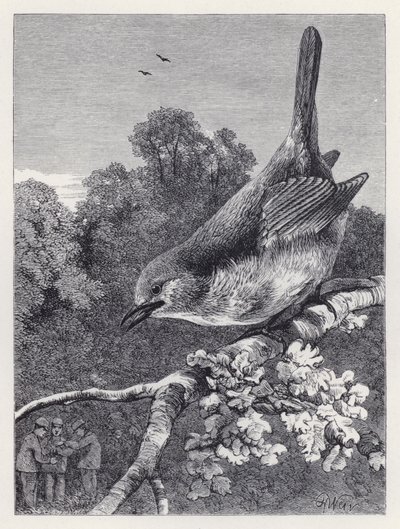 A vörösbegy, aki nézi a fiúkat a fészekkel (metszet) alkotó: Harrison William Weir