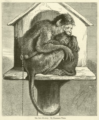 A beteg majom alkotó: Harrison William Weir