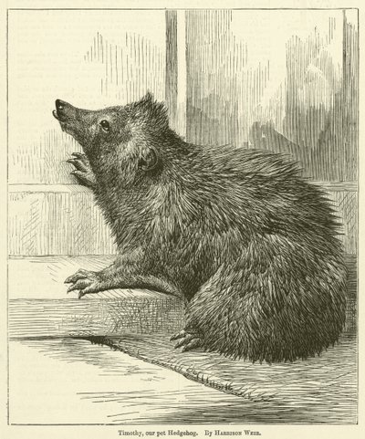 Timothy, a mi kedvencünk Süni alkotó: Harrison William Weir