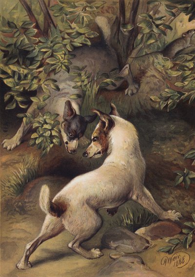 Két kutya próbál elérni egy vízmedencét, hogy igyon (chromolitho) alkotó: Harrison William Weir