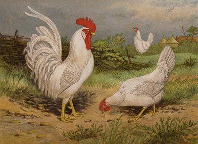 Fehér leghorns (chromolitho) alkotó: Harrison William Weir