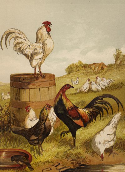 White and Game Bantams (chromolitho) alkotó: Harrison William Weir