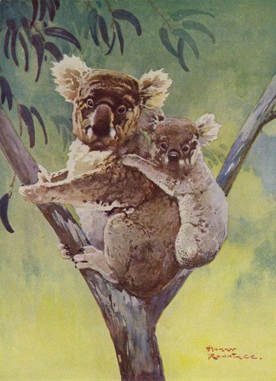 Koala medve és joey egy eukaliptuszfán, Ausztrália (színes litho) alkotó: Harry Rountree