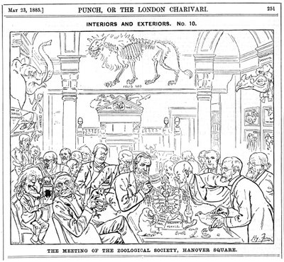 A Royal Zoological Society találkozója, Hanover Square, London, 1885 alkotó: Harry Furniss