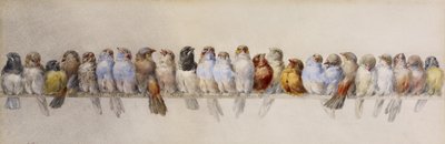 Madársügér, 1880 körül (akvarell és grafit papíron) alkotó: Hector Giacomelli