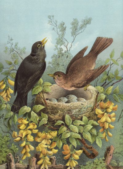 Feketerigó (chromolitho) alkotó: Hector Giacomelli