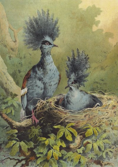Koronás galamb (chromolitho) alkotó: Hector Giacomelli