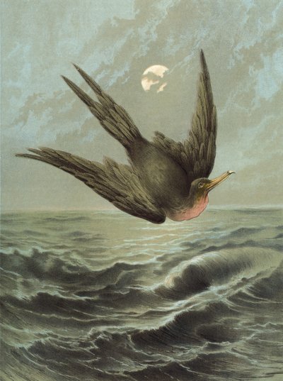 Fregattmadár (chromolitho) alkotó: Hector Giacomelli