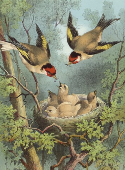 Aranypinty, eteti fiókáit (chromolitho) alkotó: Hector Giacomelli
