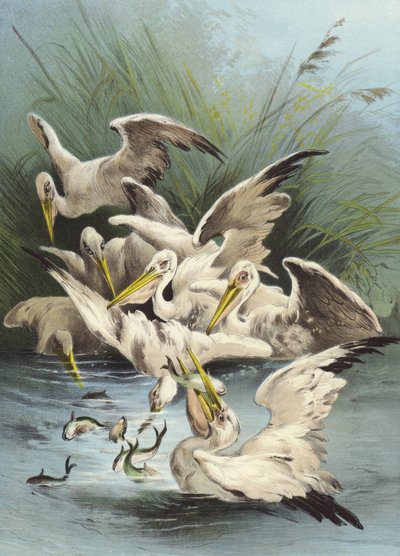 Pelikánok táplálkozása (chromolitho) alkotó: Hector Giacomelli