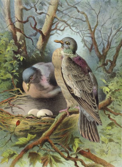 Ring Dove (chromolitho) alkotó: Hector Giacomelli