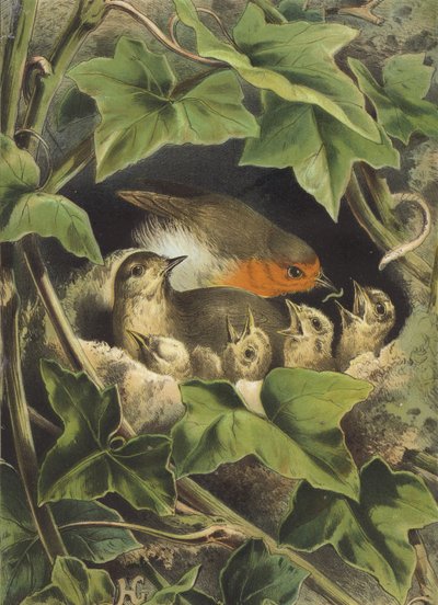 Robin, a fiatalok etetése (chromolitho) alkotó: Hector Giacomelli