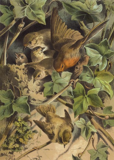 Robin, elhagyja a fészket (chromolitho) alkotó: Hector Giacomelli