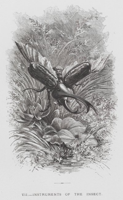 A rovar: A rovar eszközei (metszet) alkotó: Hector Giacomelli