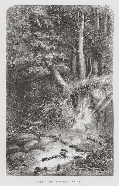 A rovar: Rozsdaszín hangyák fészke (metszet) alkotó: Hector Giacomelli