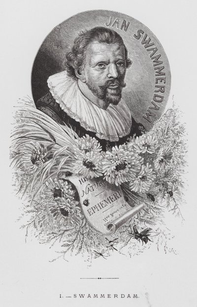 A rovar: Swammerdam (metszet) alkotó: Hector Giacomelli