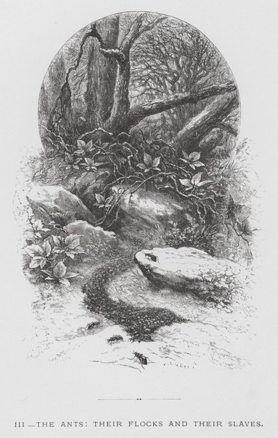 A rovar: A hangyák, nyájaik és rabszolgáik (metszet) alkotó: Hector Giacomelli