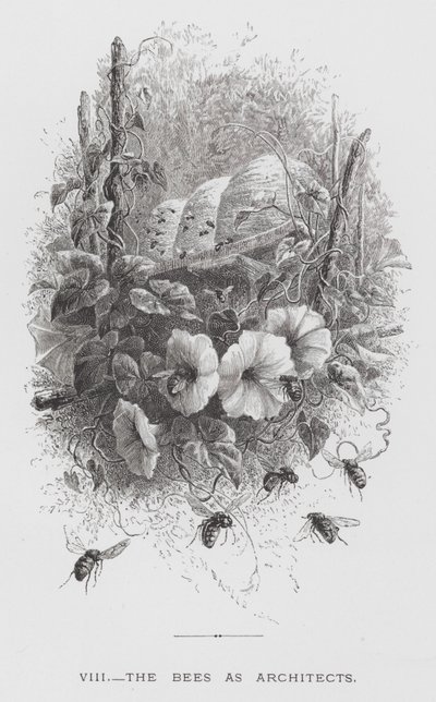 A rovar: A méhek mint építészek (metszet) alkotó: Hector Giacomelli