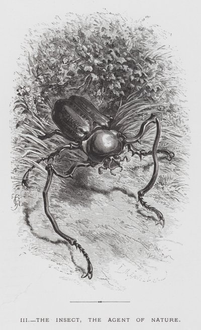 A rovar: A rovar, a természet ügynöke (metszet) alkotó: Hector Giacomelli