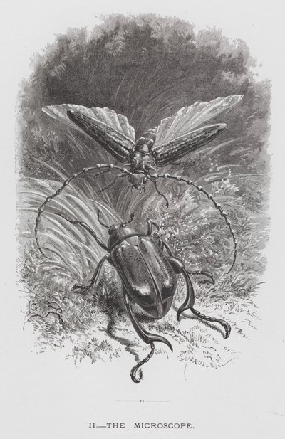A rovar: A mikroszkóp (metszet) alkotó: Hector Giacomelli