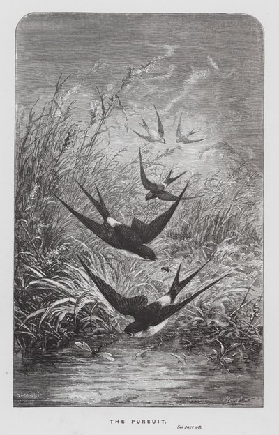 A rovar: Az üldözés (metszet) alkotó: Hector Giacomelli