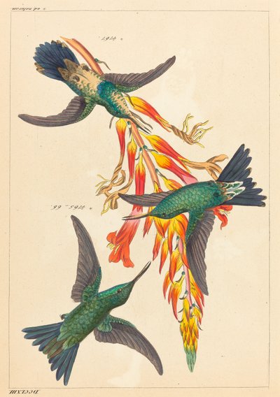 Három kolibri növény alkotó: Heinrich Gottlieb Ludwig Reichenbach