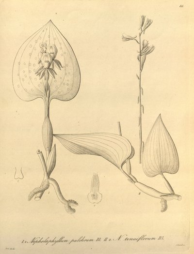 Ez a fájl a Biodiversity Heritage Library-ból származik, és online elérhető a biodiversitylibrary.org/page/696488 címen. alkotó: Heinrich Gustav Reichenbach