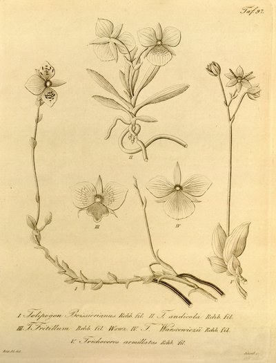 Ez a fájl a Biodiversity Heritage Library-ból származik, és online elérhető a biodiversitylibrary.org/page/696497 címen. alkotó: Heinrich Gustav Reichenbach