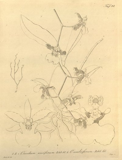Ez a fájl a Biodiversity Heritage Library-ból származik, és online elérhető a biodiversitylibrary.org/page/696498 címen. alkotó: Heinrich Gustav Reichenbach