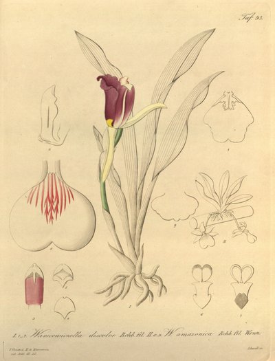 Ez a fájl a Biodiversity Heritage Library-ból származik, és online elérhető a biodiversitylibrary.org/page/696493 címen. alkotó: Heinrich Gustav Reichenbach